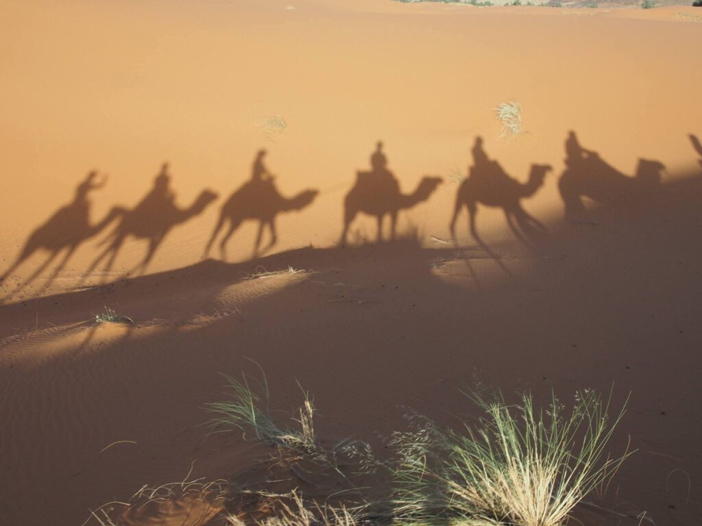 shadow camel desert